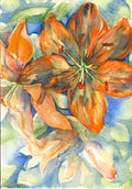 Orange lilies